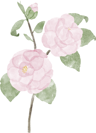 Camellia
