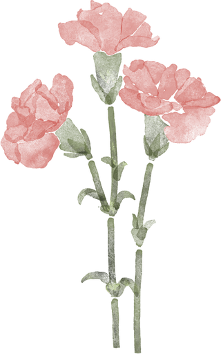 Carnation