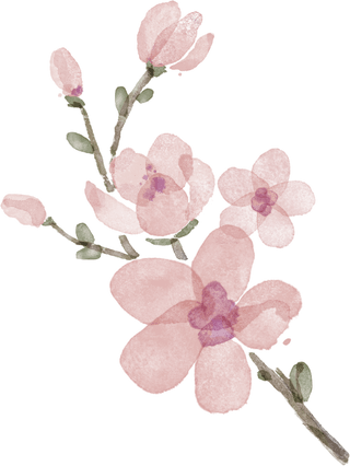 Cherry Blossom