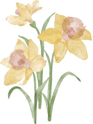 Daffodil