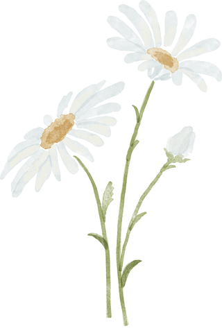 Daisy