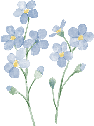 Forget-me-not
