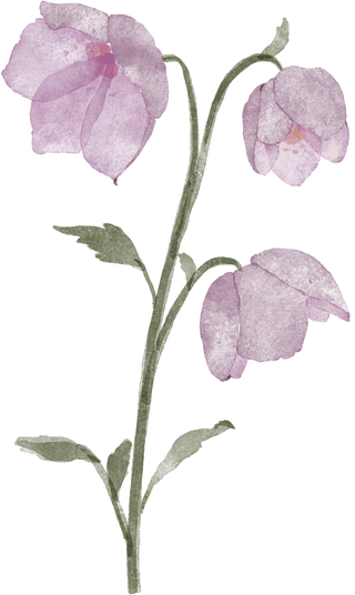 Hellebore