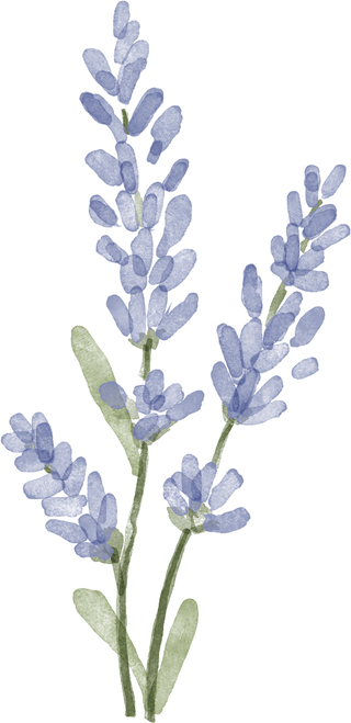 Lavender
