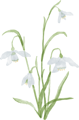 Snowdrop