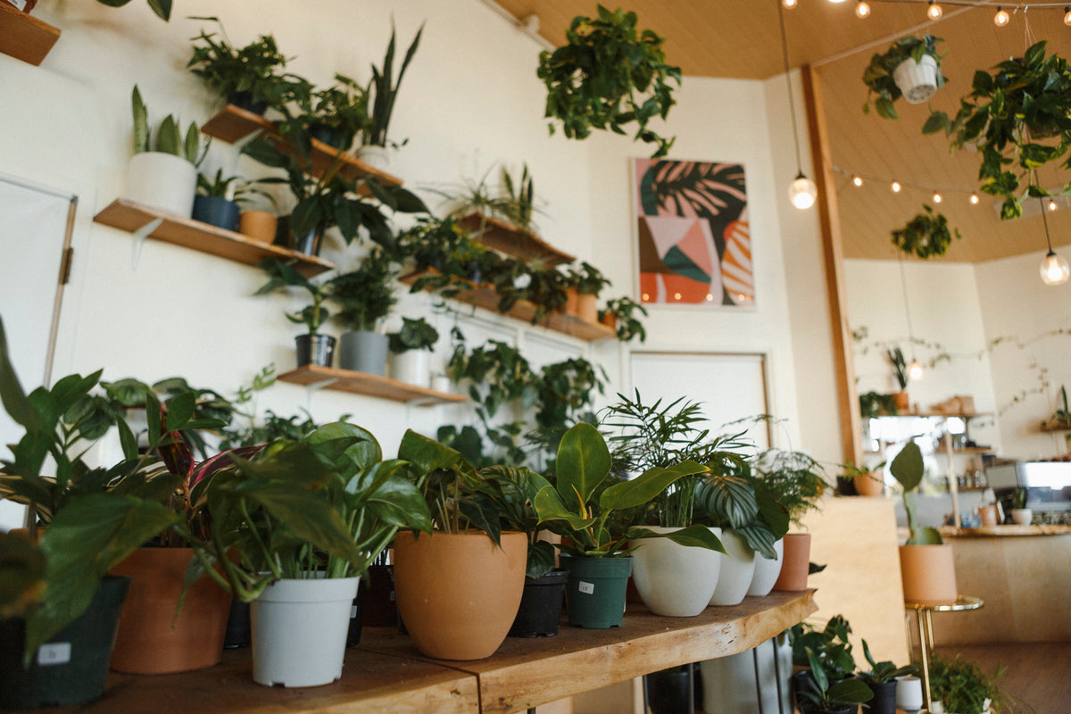 Creating an Indoor Plant Oasis With Local Plant Shop Baby Greens | GLDN