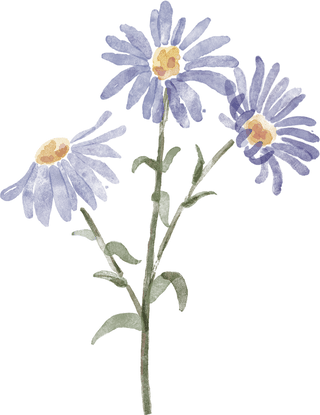 Aster