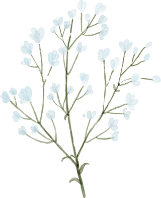 Baby’s Breath