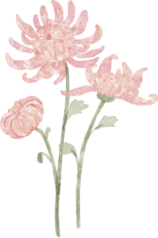 Chrysanthemum