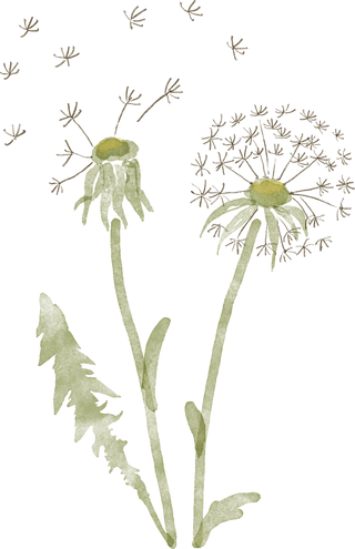 Dandelion
