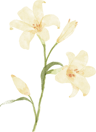 Lily