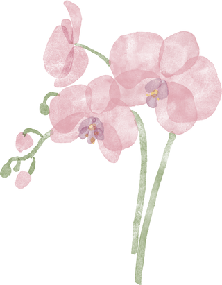 Orchid