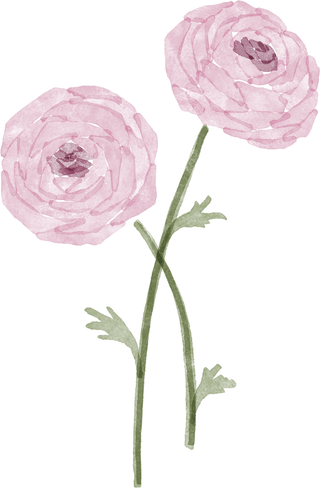 Ranunculus